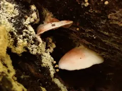 Entoloma depluens thumbnail 2