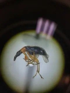 Eugnamptus angustatus thumbnail 2