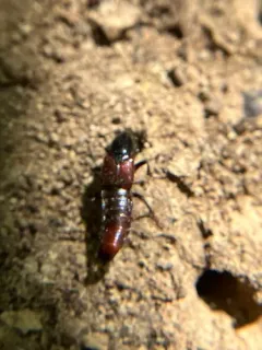 Hesperus baltimorensis thumbnail 2
