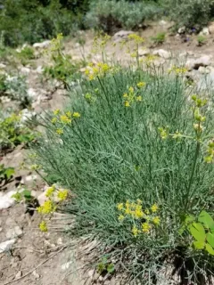 King Desert-parsley thumbnail 2