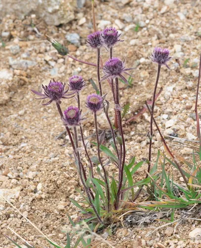 One-flower Fleabane