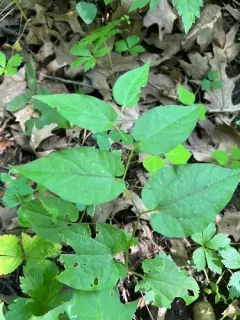 Virginia snakeroot thumbnail 3