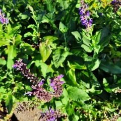 Purple Wood Sage thumbnail 2