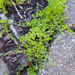 Stringy Stonecrop thumbnail 4