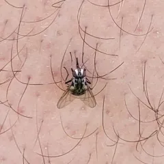 Stable Fly thumbnail 2