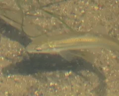 Suckermouth Minnow thumbnail 3