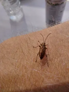 Rugose reed beetle thumbnail 2