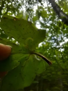 Ophiomyia congregata thumbnail 4