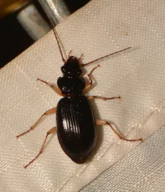 Long-horned Patrobus Beetle thumbnail 3