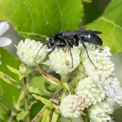 Two-spotted Spider Wasp thumbnail 3