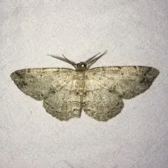 Canadian Melanolophia Moth thumbnail 2