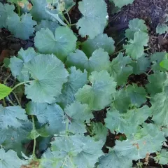 Garden Lady's-mantle thumbnail 3