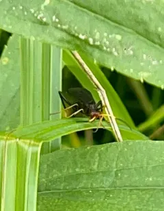 Joppidium rubriceps thumbnail 2