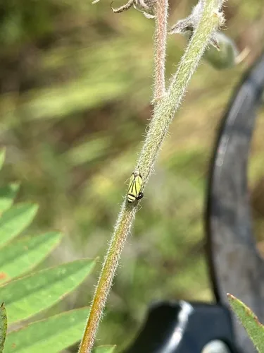 Stirellus bicolor