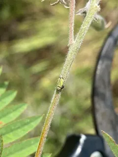 Stirellus bicolor thumbnail 1