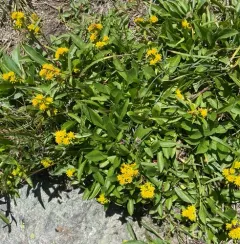 Cutler's goldenrod thumbnail 1