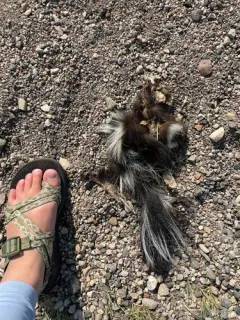Plains Spotted Skunk thumbnail 3