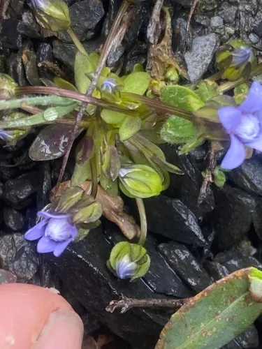 samiland gentian