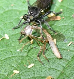 Yellow-legged Pixie thumbnail 1