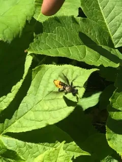Northeastern Laphria thumbnail 2