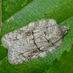 Black-lined Acleris thumbnail 4