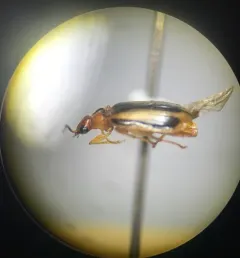 Lebia solea thumbnail 2