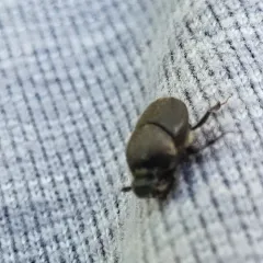 Scooped Scarab thumbnail 2