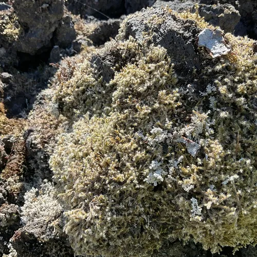 Woolly Fringe-moss