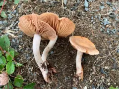 Cortinarius vagabundus thumbnail 2