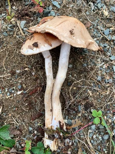 Cortinarius albidoavellaneus