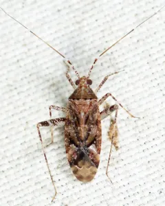 Phytocoris canadensis thumbnail 2