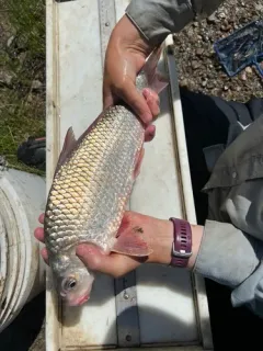 River Carpsucker thumbnail 3