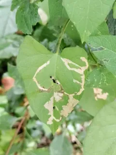 Cosmopterix molybdina thumbnail 2