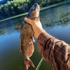 Channel Catfish thumbnail 2