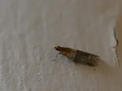 Paler Moodna Moth thumbnail 2