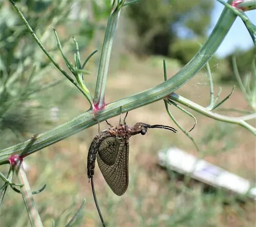 Emergent Mayfly
