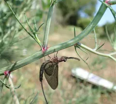 Emergent Mayfly thumbnail 1