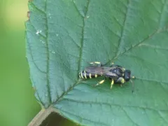Crabro monticola thumbnail 4