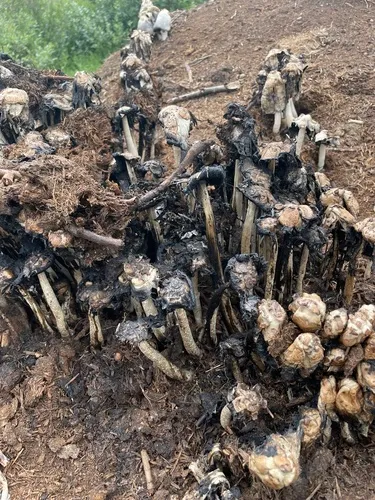 midden inkcap