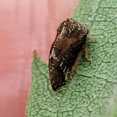Aster Treehopper thumbnail 4