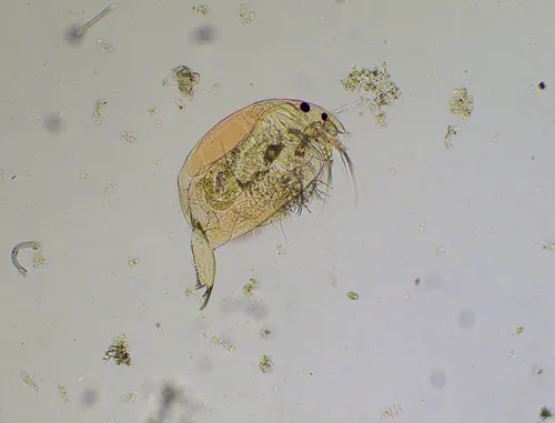 Oxyurella brevicaudis