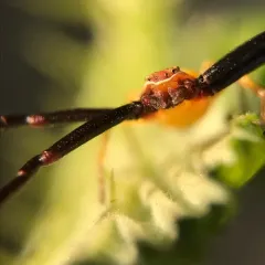 White-banded Crab Spider thumbnail 2
