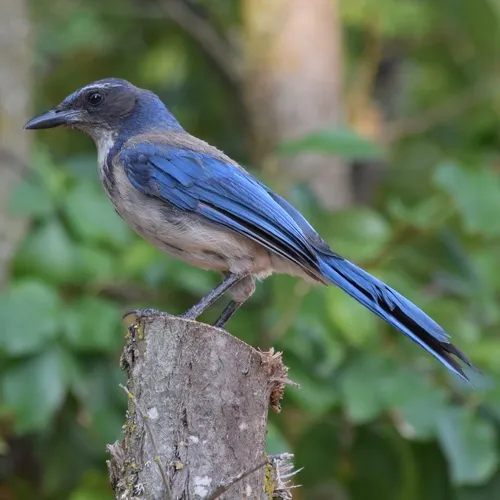 California Scrub-Jay