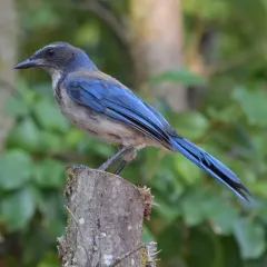 California Scrub-Jay thumbnail 1