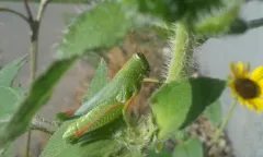 Showy Grasshopper thumbnail 4
