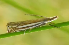 Aweme Grass-veneer thumbnail 4