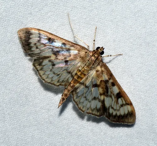 Zigzag Herpetogramma Moth