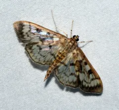 Zigzag Herpetogramma Moth thumbnail 1