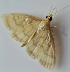 Pale-winged Crocidophora Moth thumbnail 4