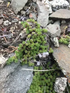 Wood's Sagebrush thumbnail 2